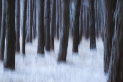 Frozen Pine Forest