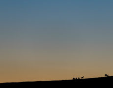 At Dusk
