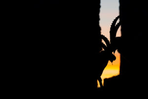 Last Light