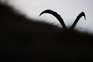 Raise Your Horns