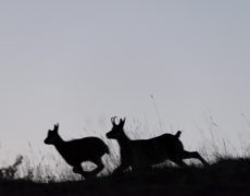 Run