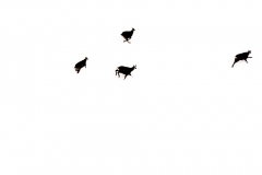 Running Wild